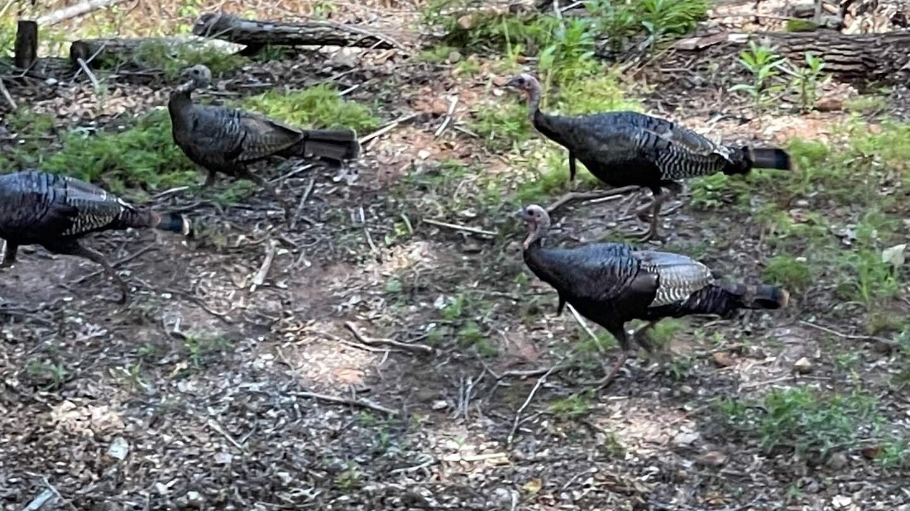 Photo of Others in Raccoon Ridge