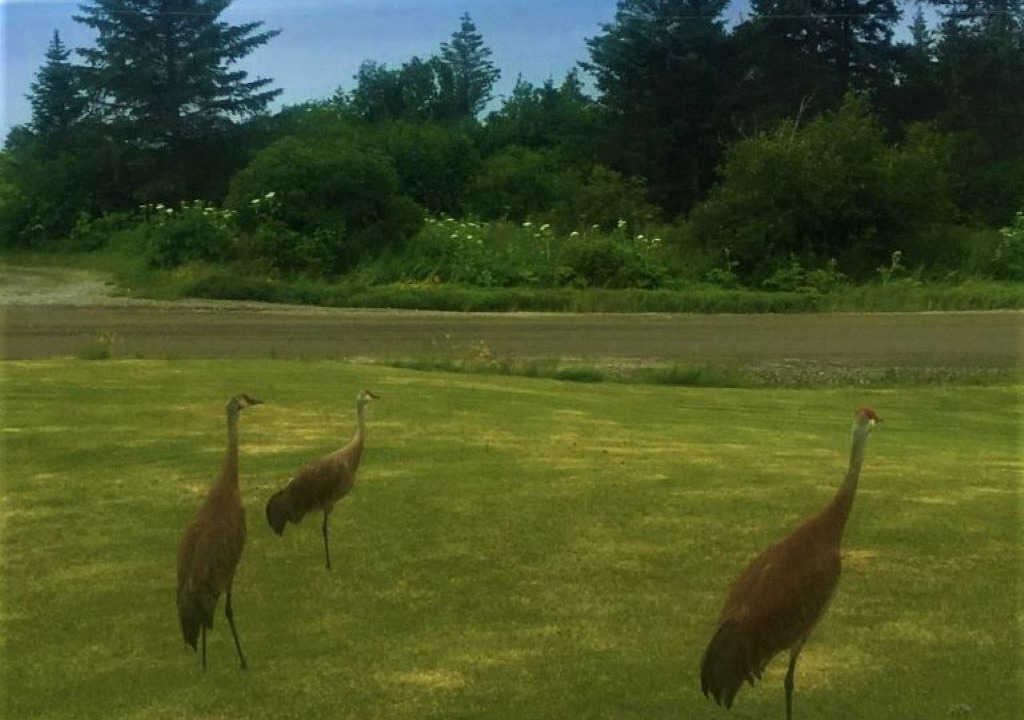 Photo of Others in Diamond Ridge