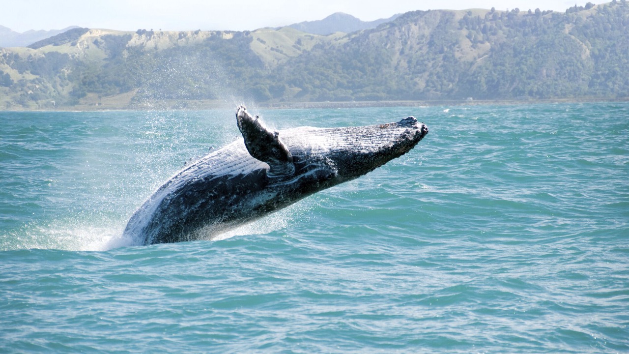 Photo of Others in Lahaina