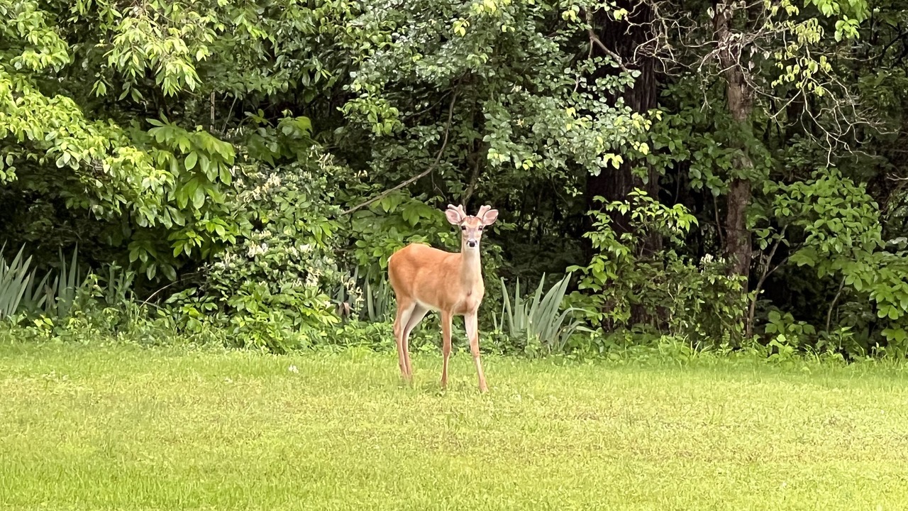 Photo of Outdoor in Flint Creek