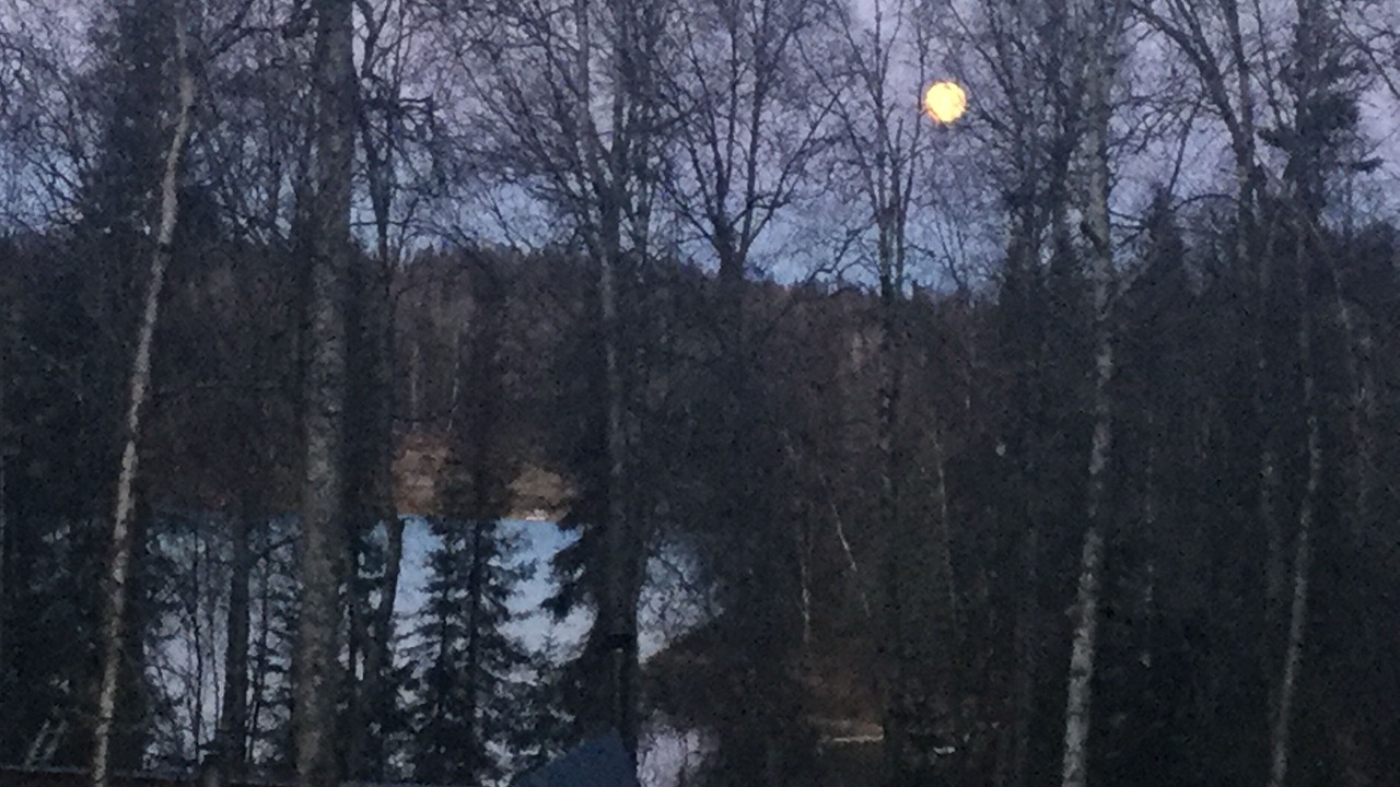 Photo of Others in Talkeetna