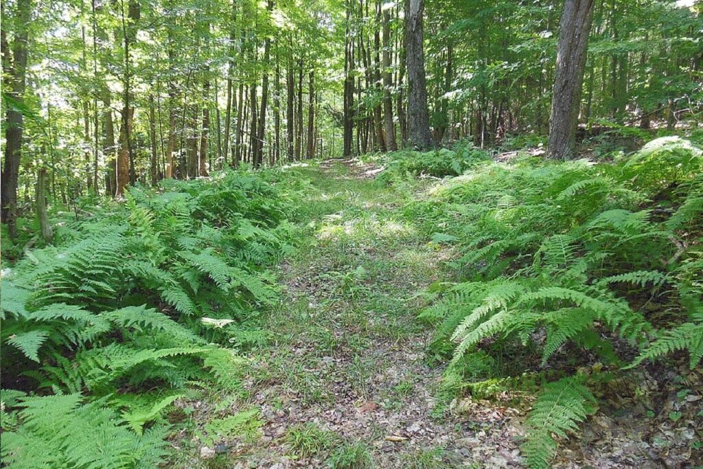 Photo of Outdoor in Wellsville