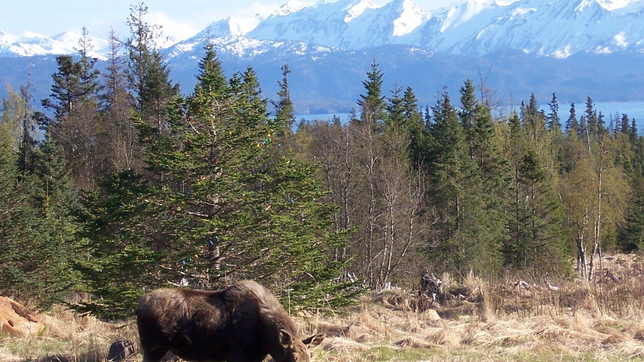 Photo of Outdoor in Fritz Creek
