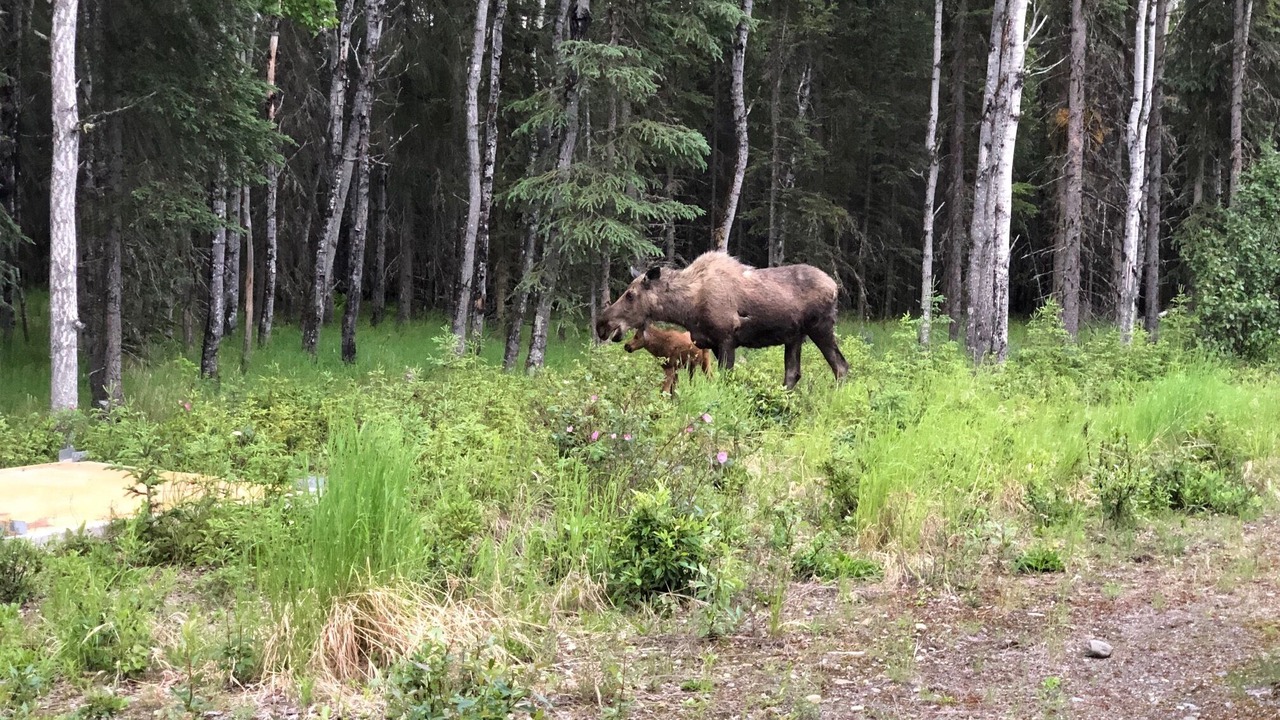 Photo of Outdoor in Cohoe