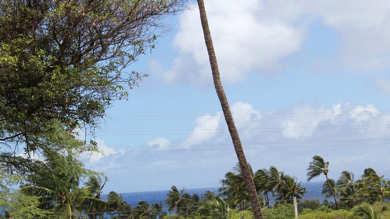 Photo of Others in Kaanapali