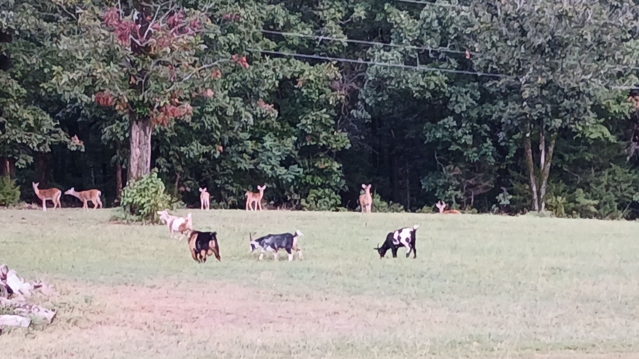 Photo of Others in Mountainburg