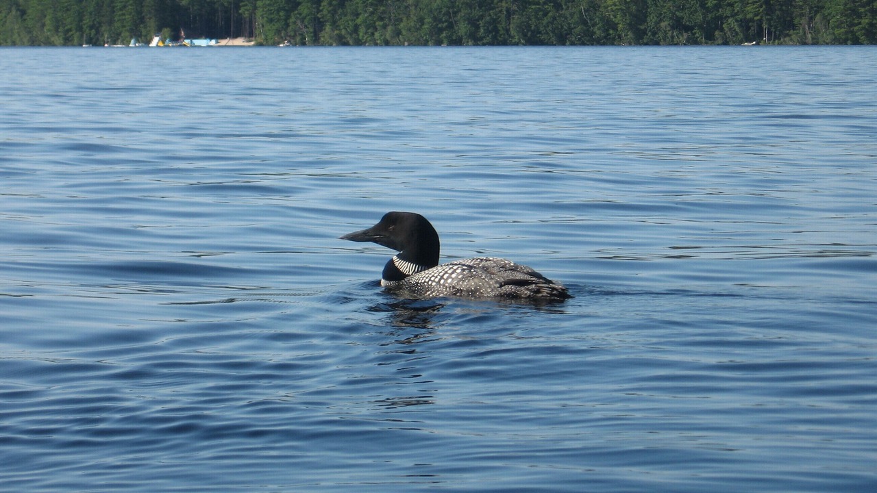 Photo of Others in Bridgton