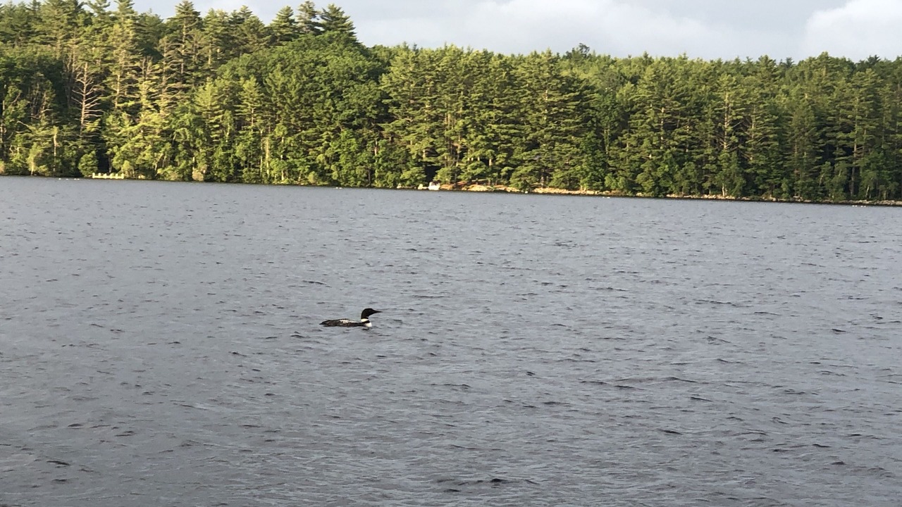 Photo of Others in Bridgton