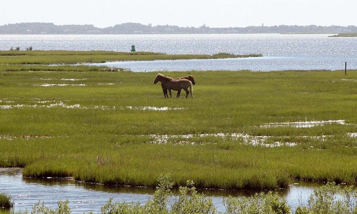 Photo of Others in Ocean View