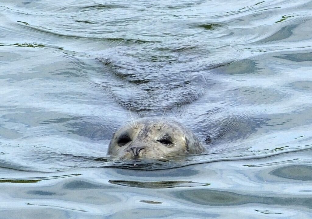 Photo of Others in Damariscotta