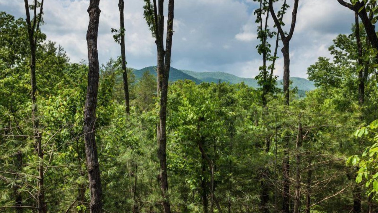 Photo of Others in Ellijay