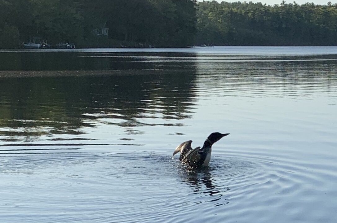 Photo of Others in New Gloucester
