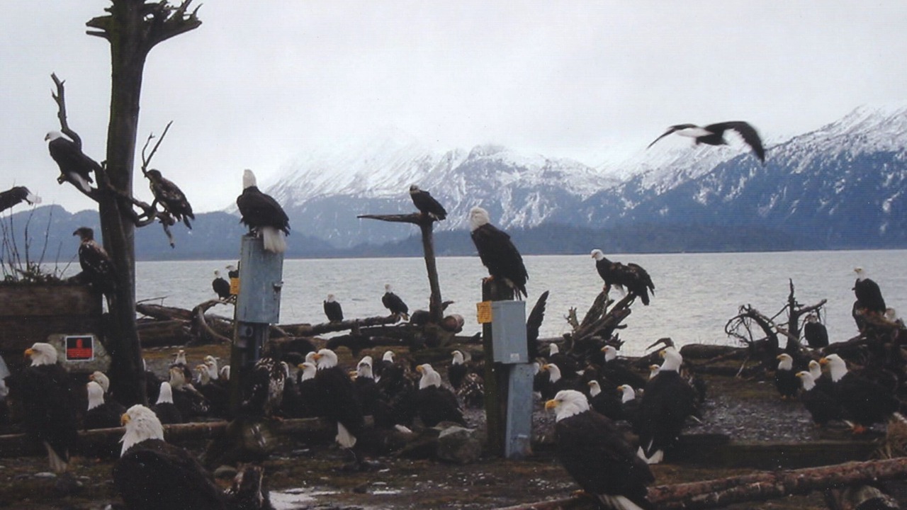 Photo of Others in Fritz Creek