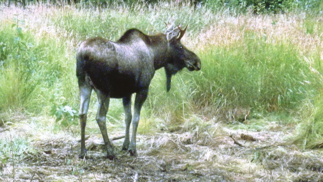 Photo of Others in Fritz Creek