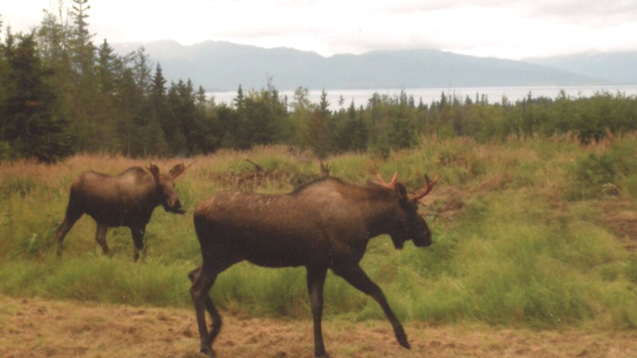 Photo of Others in Fritz Creek
