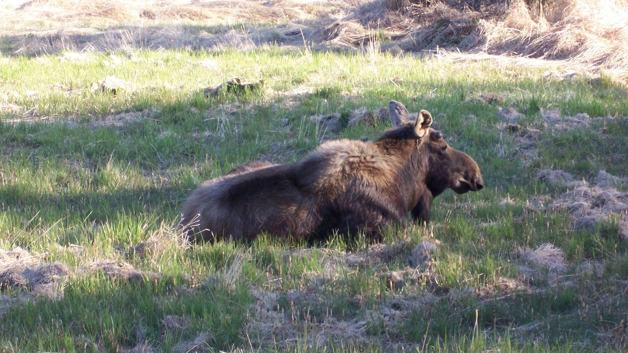 Photo of Others in Fritz Creek