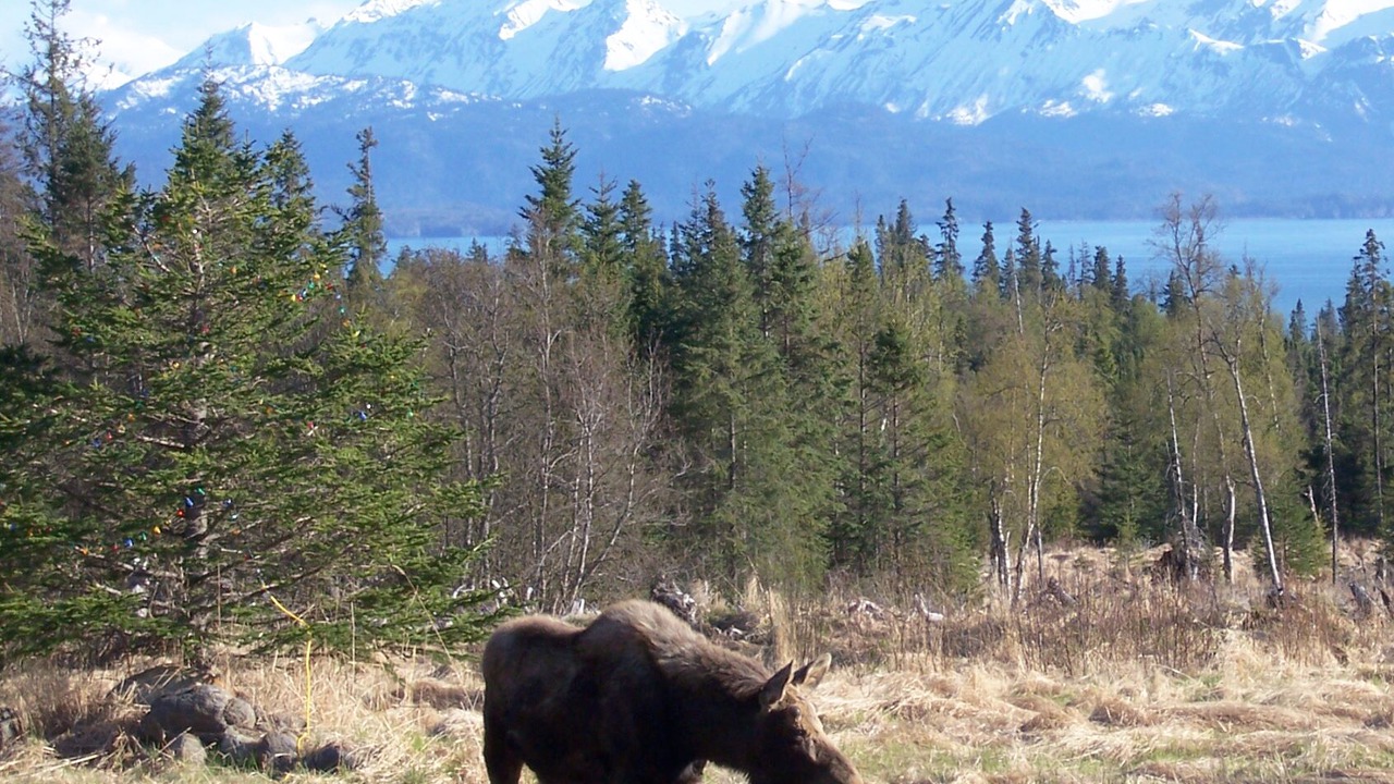 Photo of Others in Fritz Creek