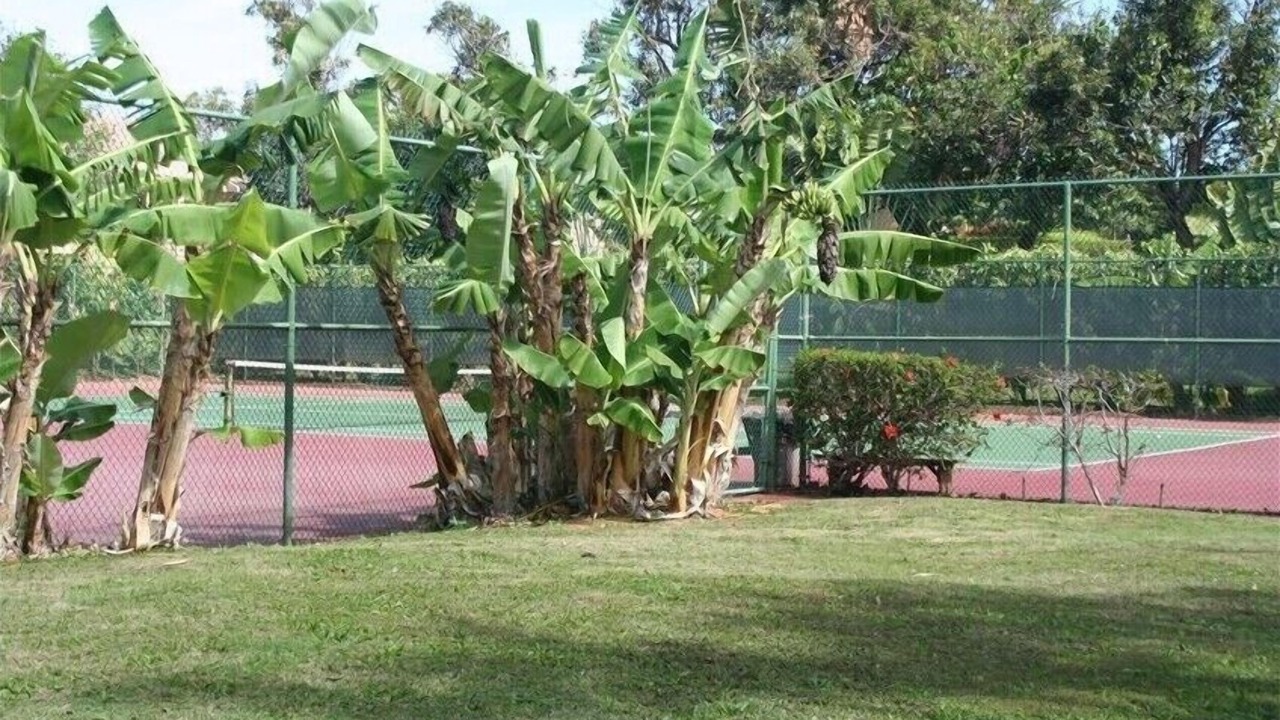 Photo of Outdoor in Maunaloa