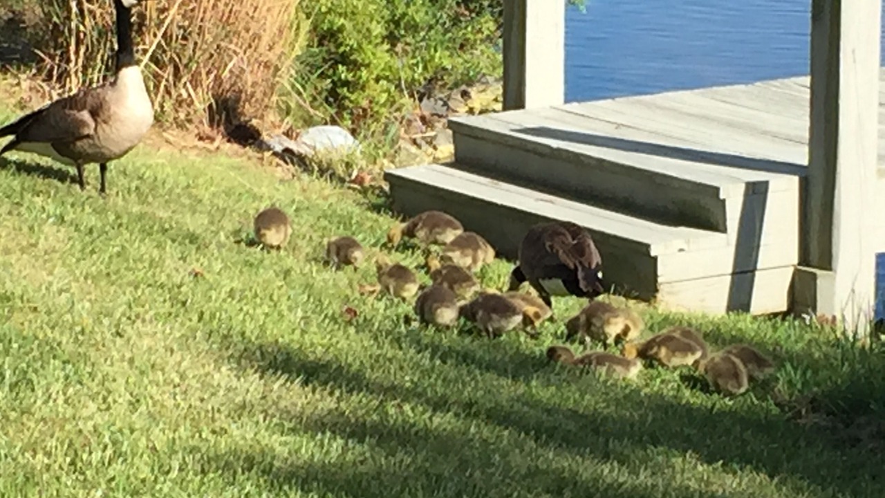 Photo of Others in Selbyville