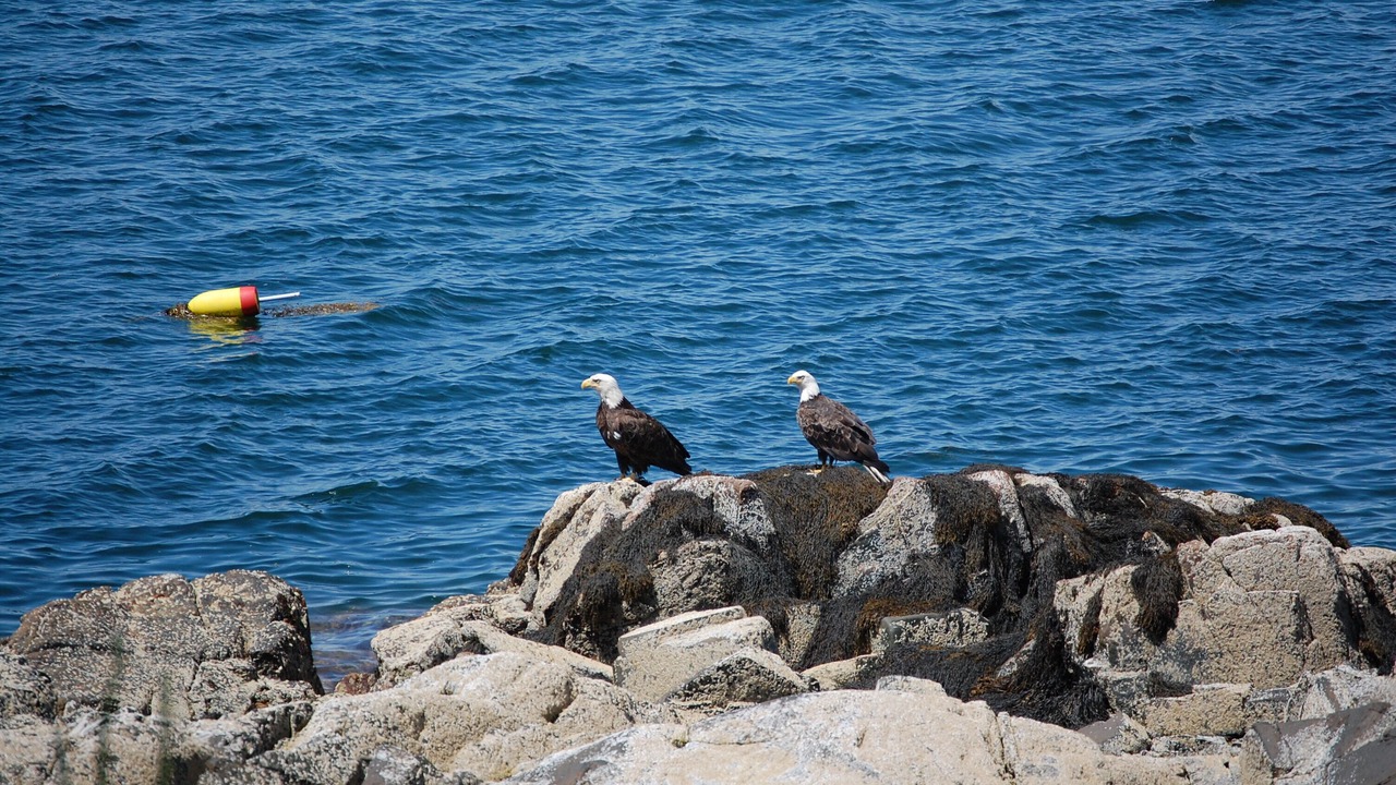Photo of Others in South Gouldsboro