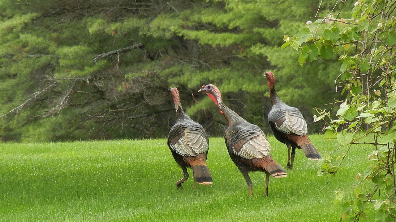 Photo of Others in Bridgton