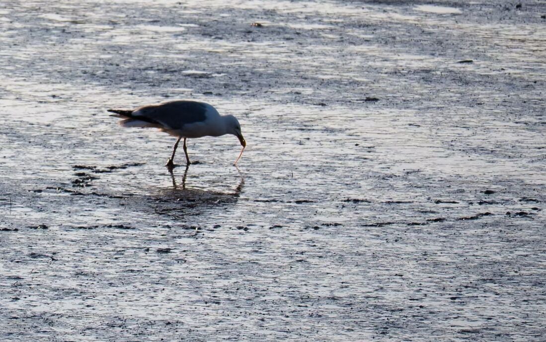 Photo of Others in Prospect Harbor
