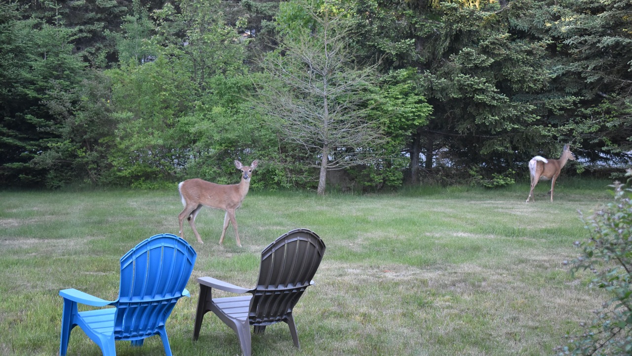 Photo of Outdoor in Bass Harbor
