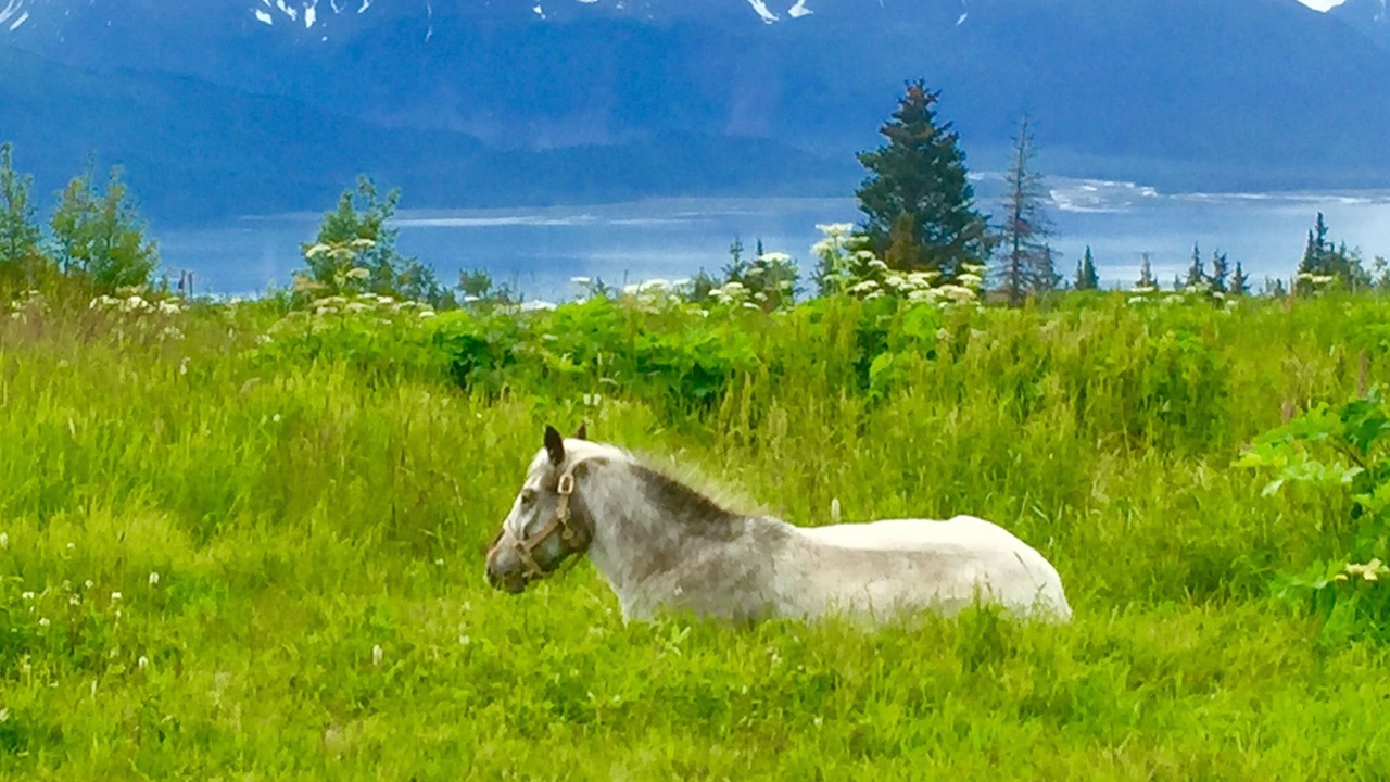 Photo of Others in Fritz Creek