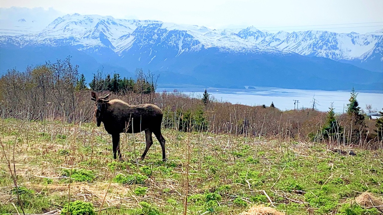 Photo of Outdoor in Fritz Creek