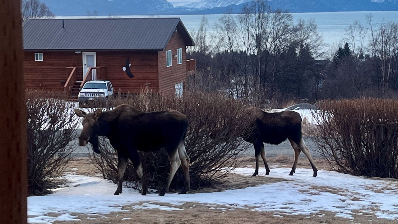 Photo of Others in Diamond Ridge
