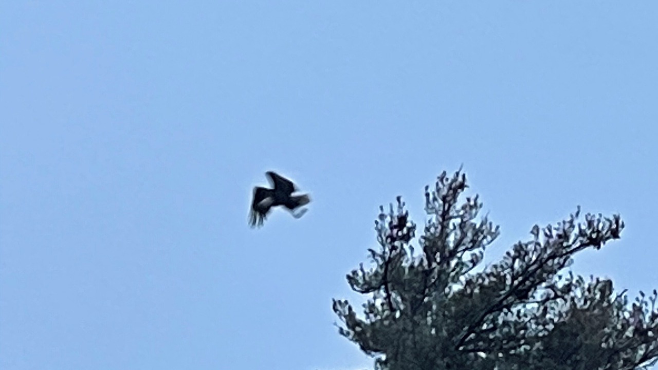 Photo of Others in Bemus Point