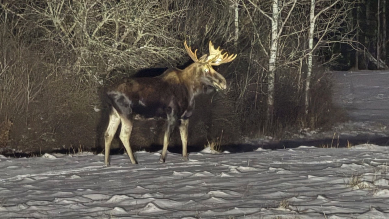 Photo of Others in Island Falls