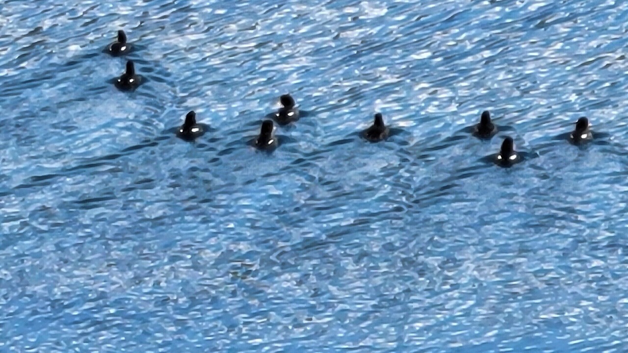 Photo of Others in Homer