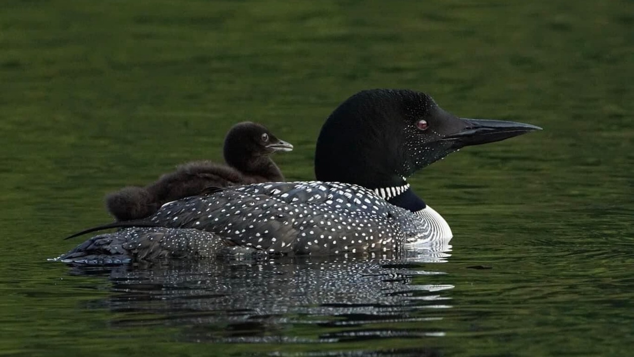 Photo of Others in Caroga Lake