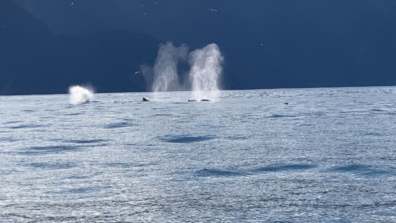 Photo of Others in Seward