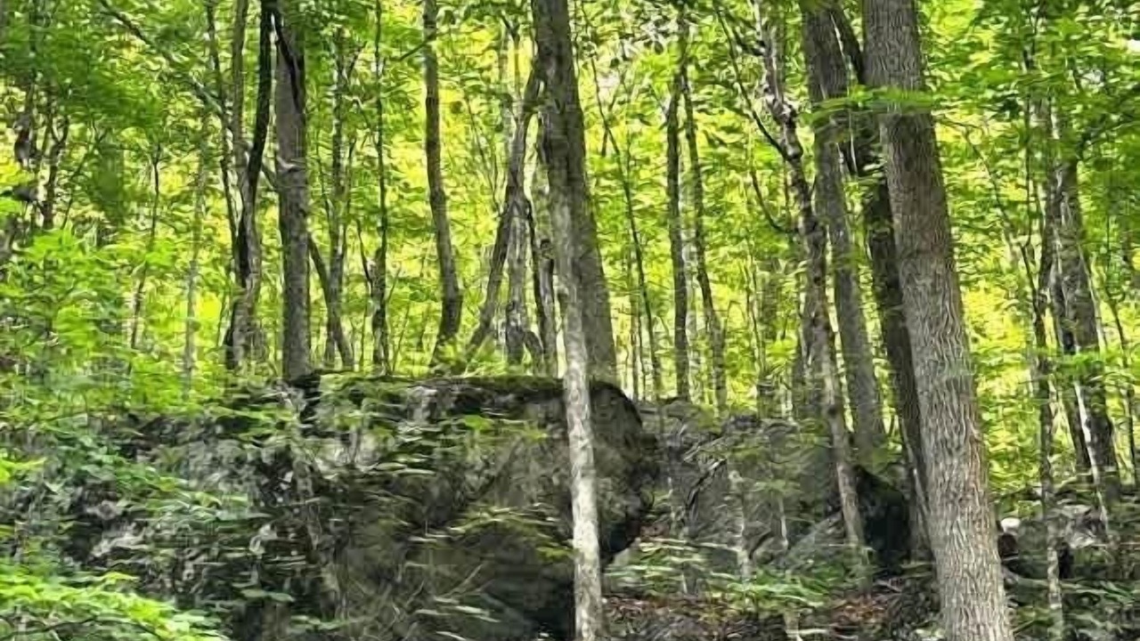 Photo of Others in Stoneham