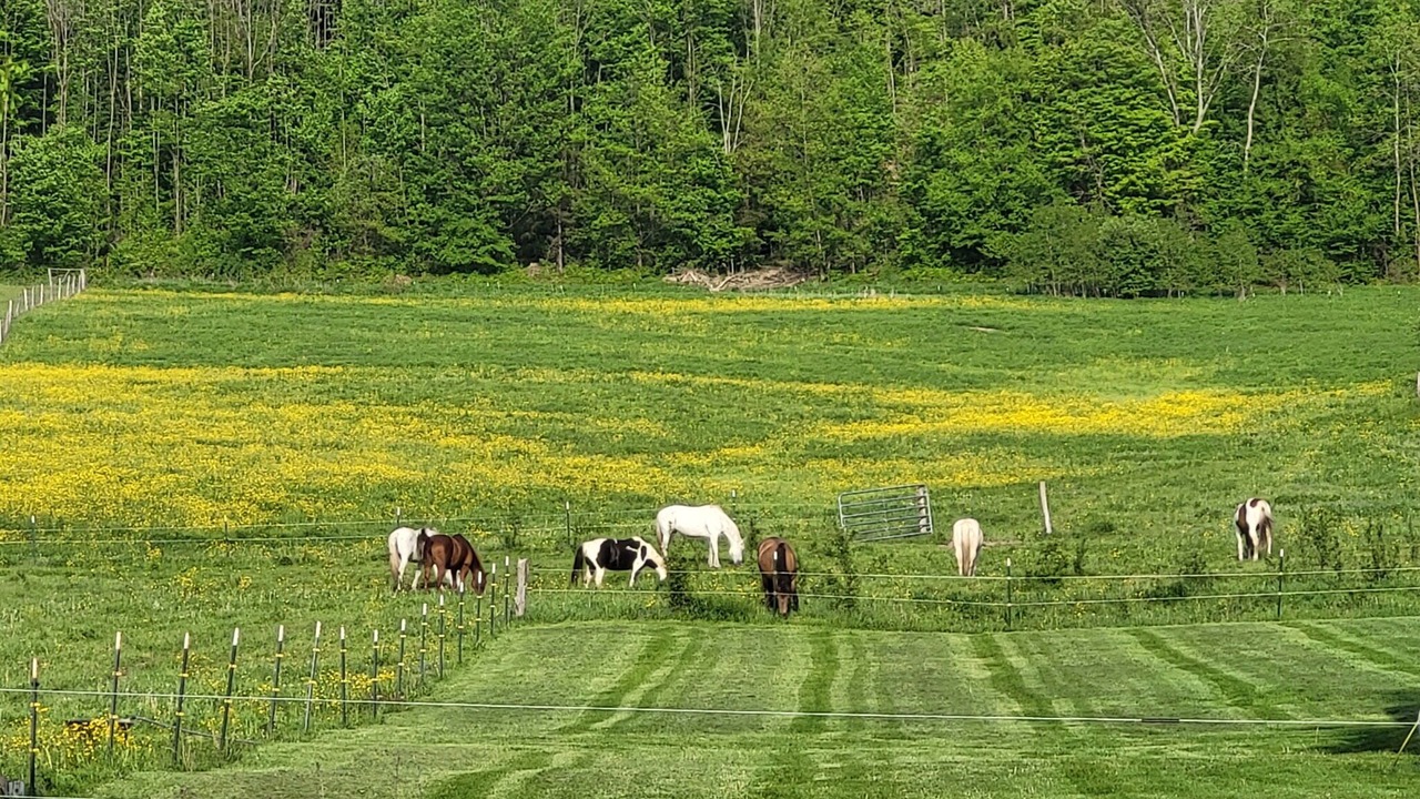 Photo of Others in Black Creek