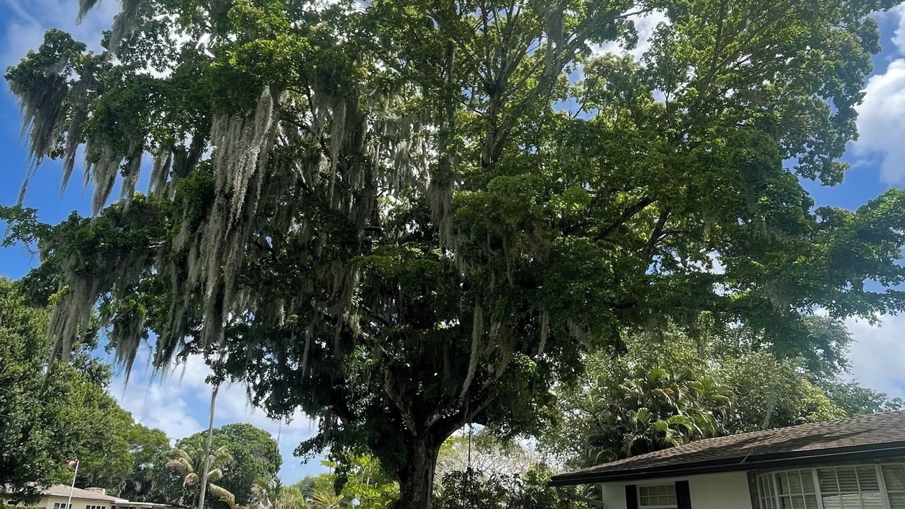 Photo of Outdoor in Plantation