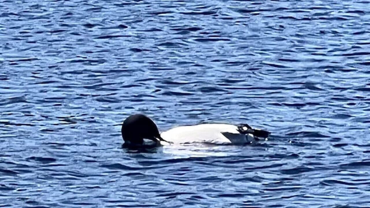 Photo of Others in Holden