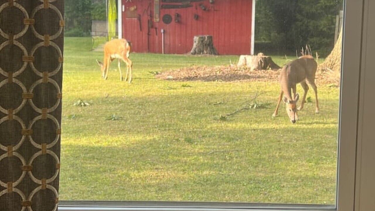 Photo of Others in Blasdell
