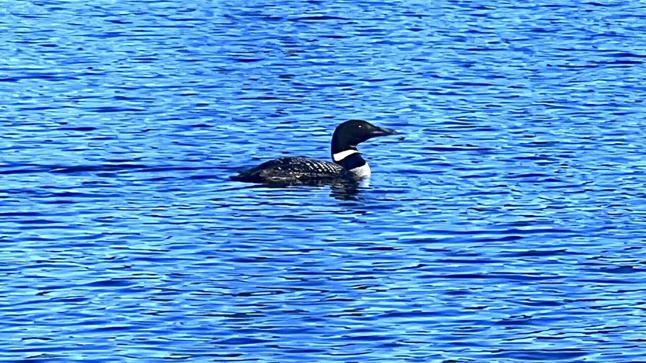 Photo of Others in Litchfield
