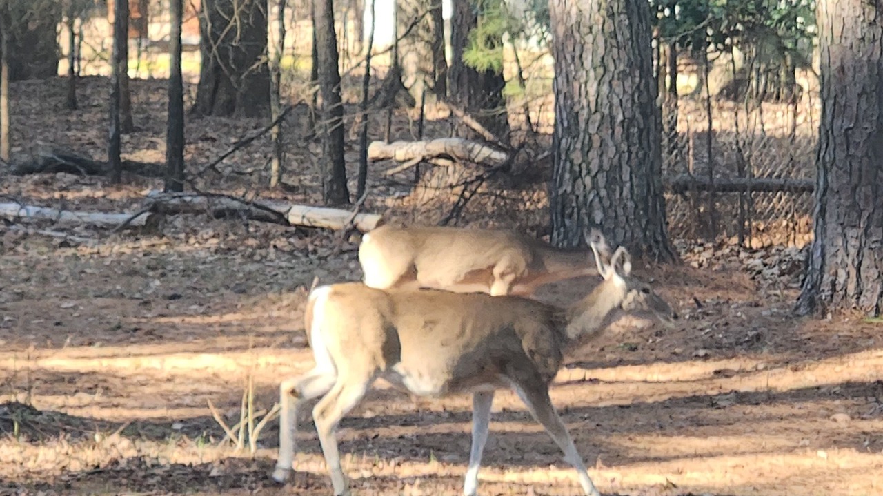 Photo of Others in Dogwood
