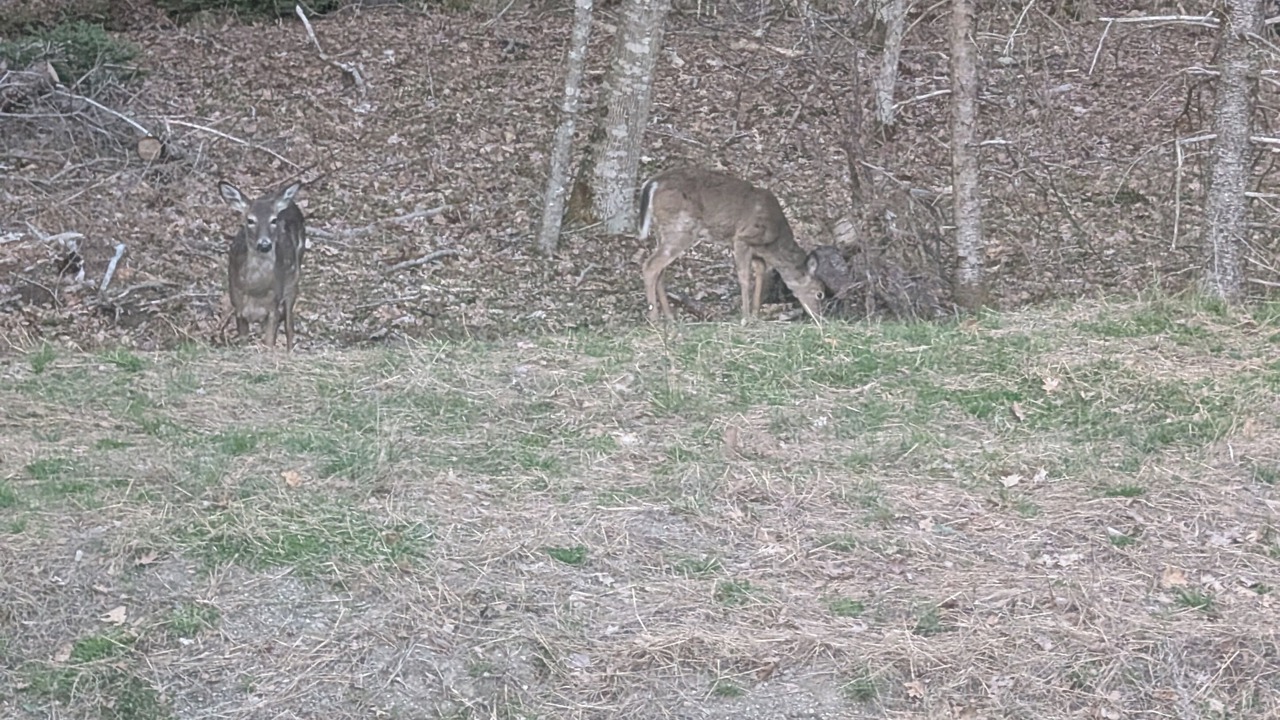 Photo of Others in Gouldsboro
