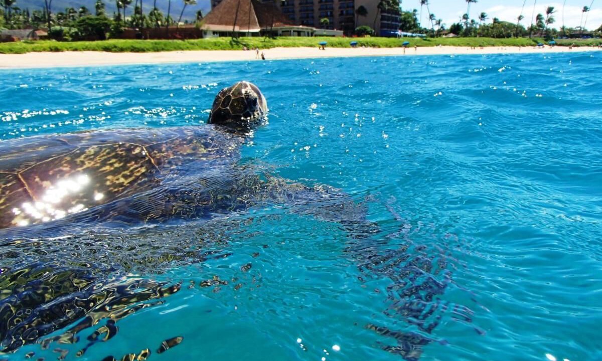 Photo of Others in Kaanapali