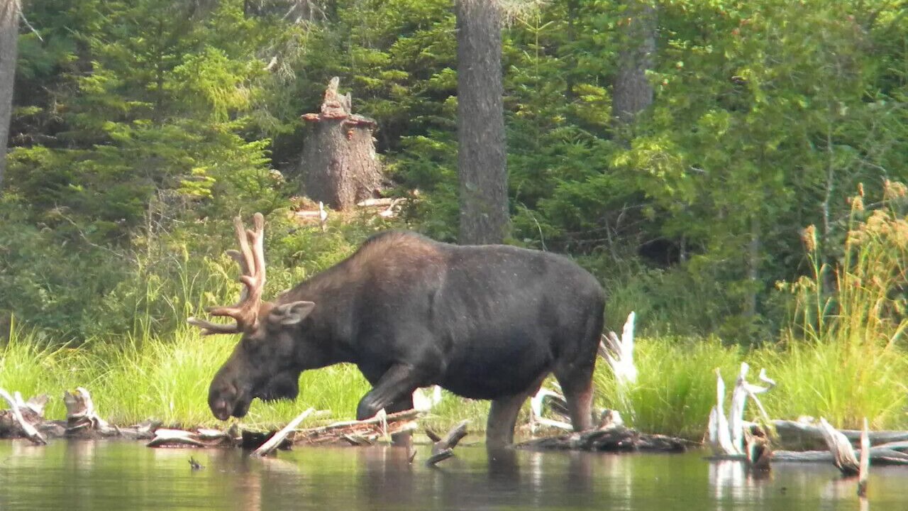 Photo of Others in Beaver Cove