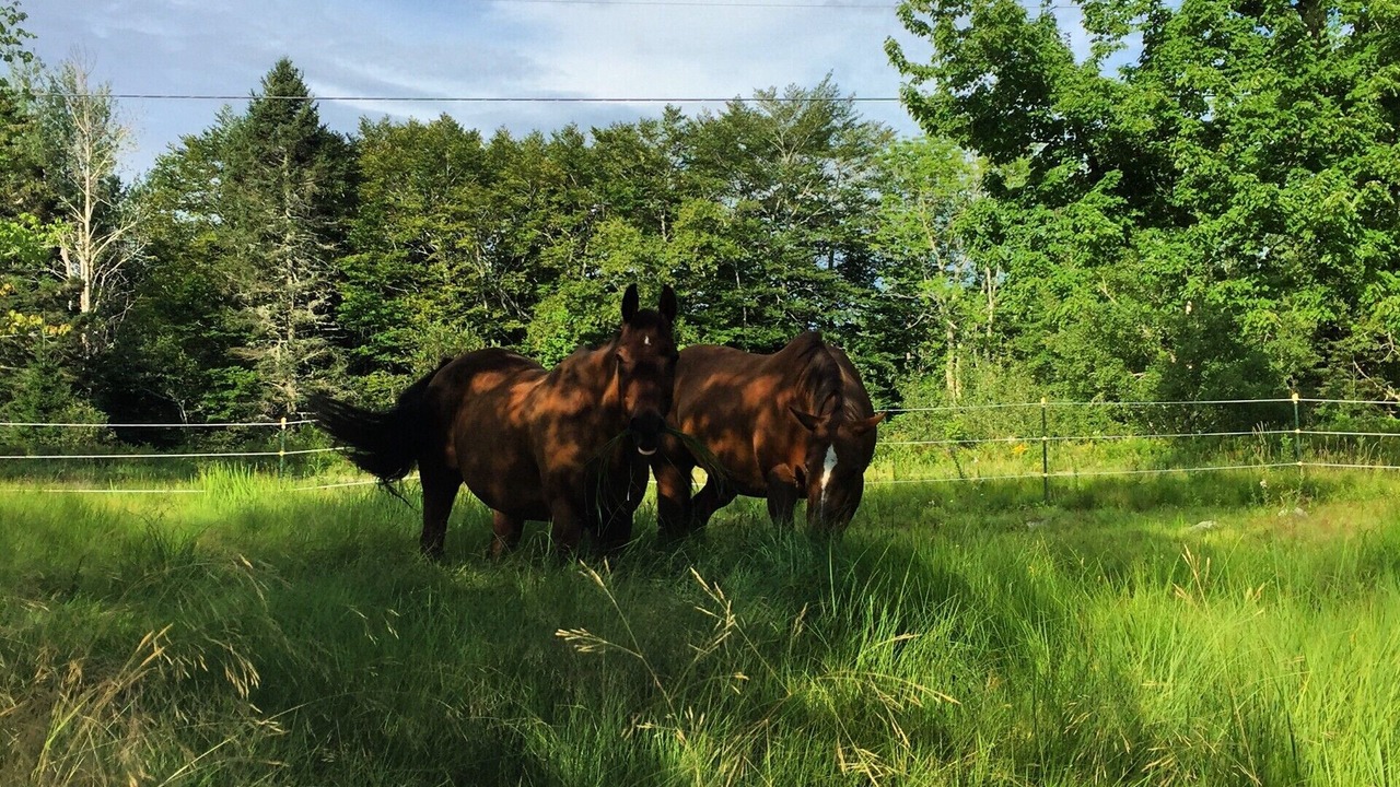 Photo of Others in Gouldsboro