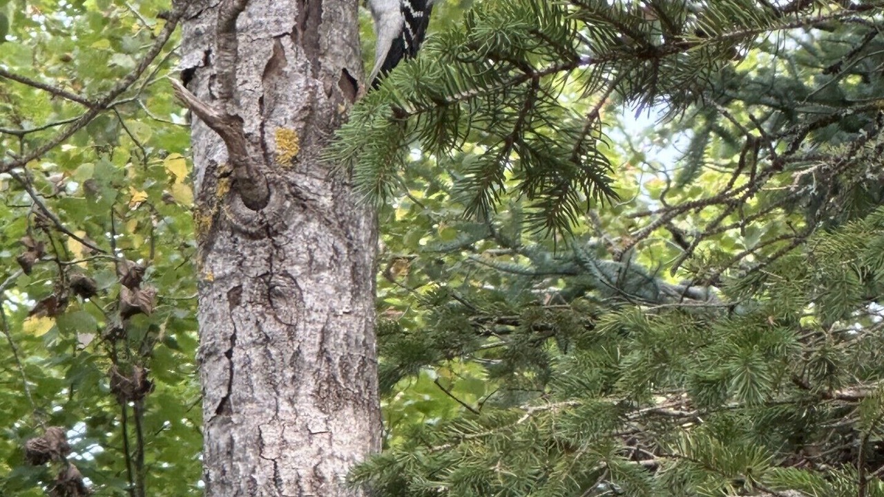 Photo of Others in Gouldsboro