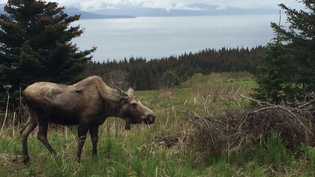Photo of Others in Homer