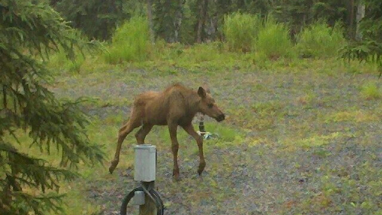 Photo of Others in Soldotna