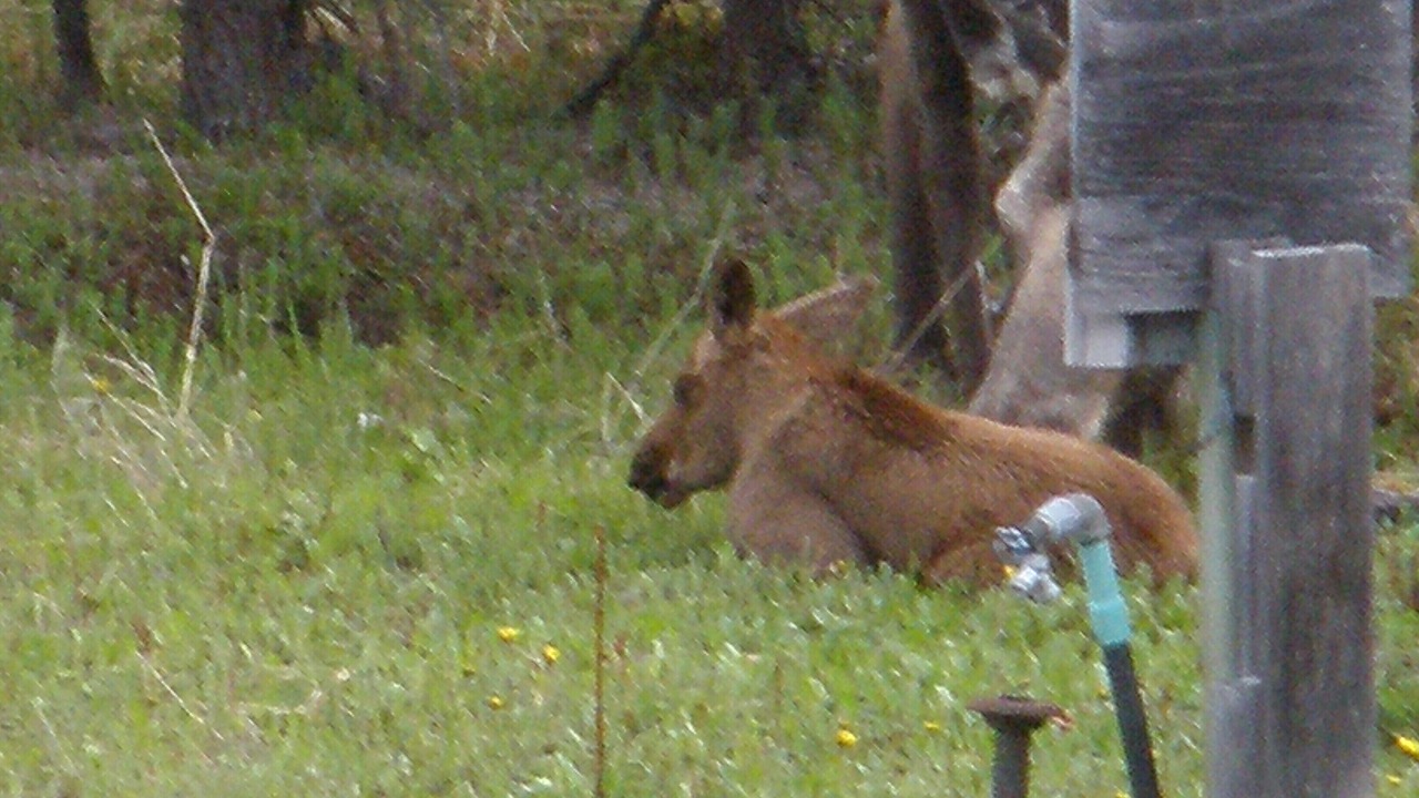 Photo of Others in Soldotna